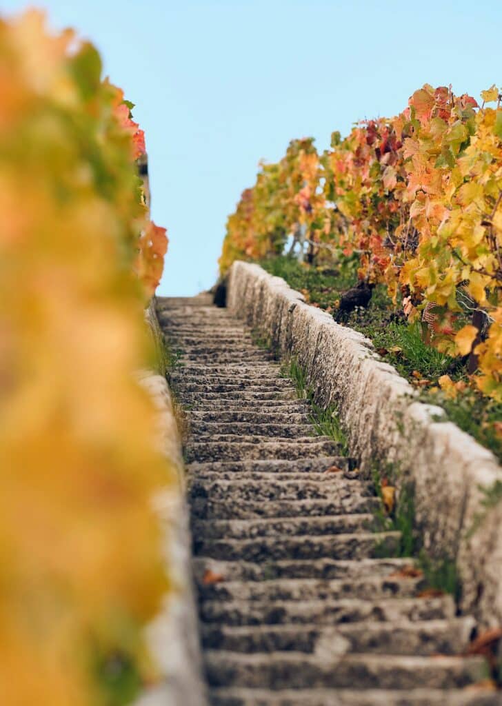automne dans les vignes champenoises
