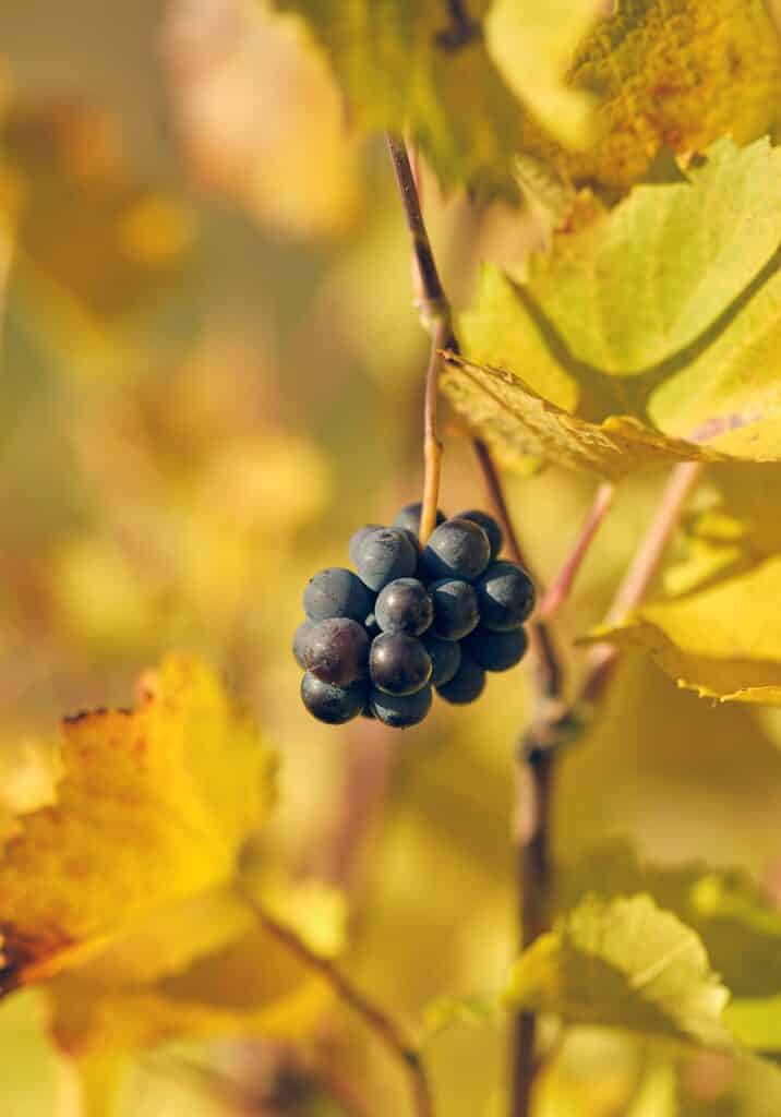 promenades champenoises