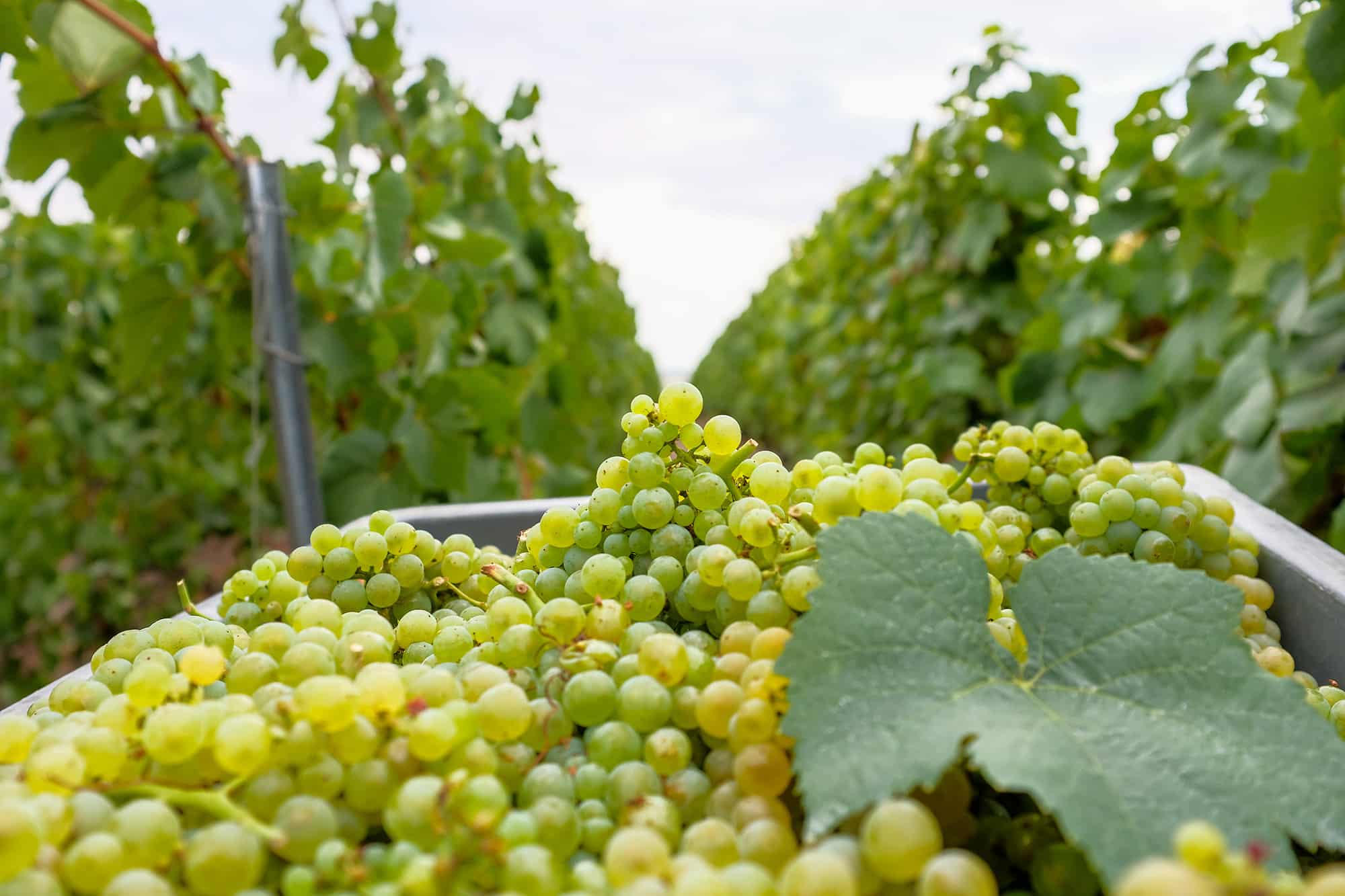 vendanges des chardonnay Champagne Voirin Jumel - Epernay Tourisme