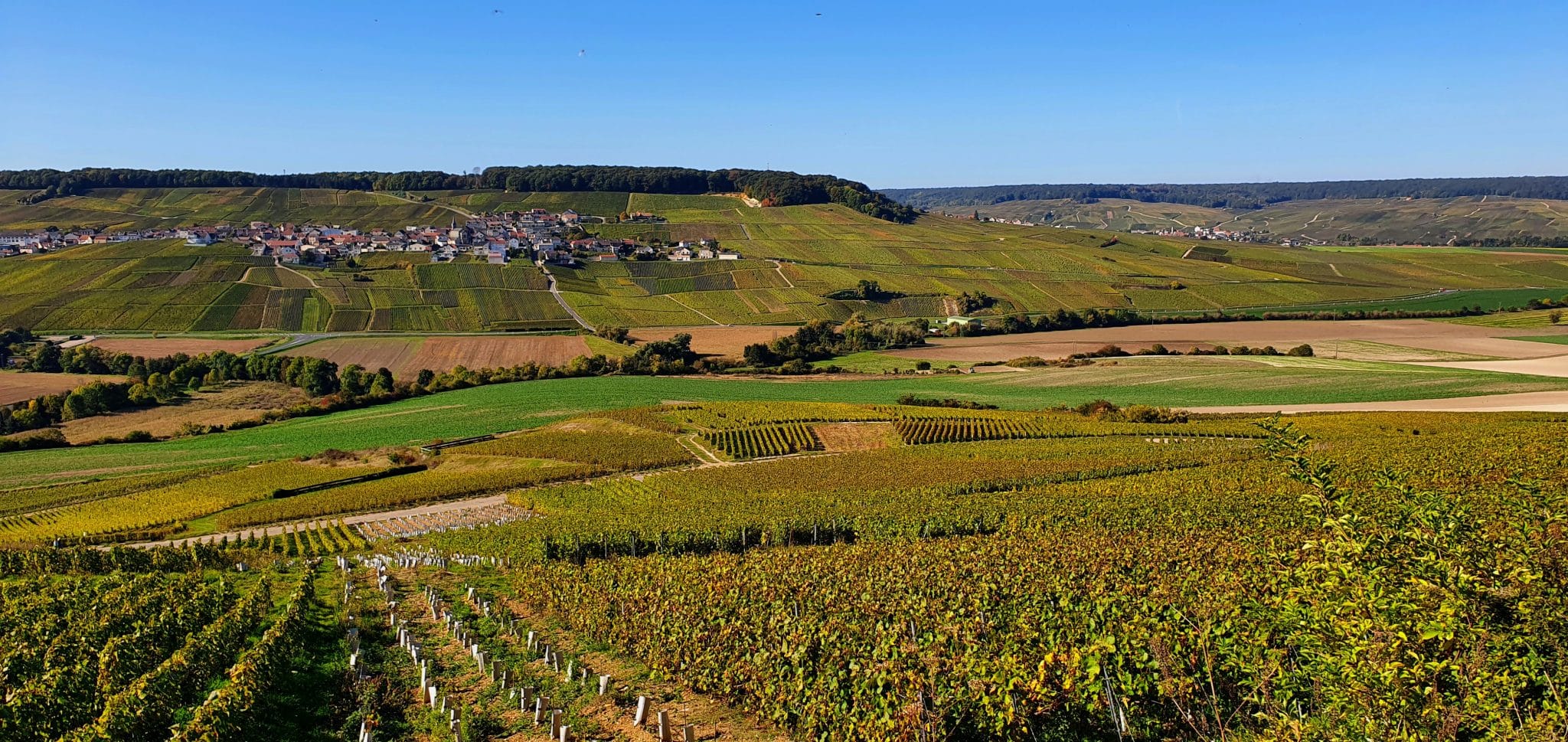 falaise de roualles en champagne - Epernay Tourisme