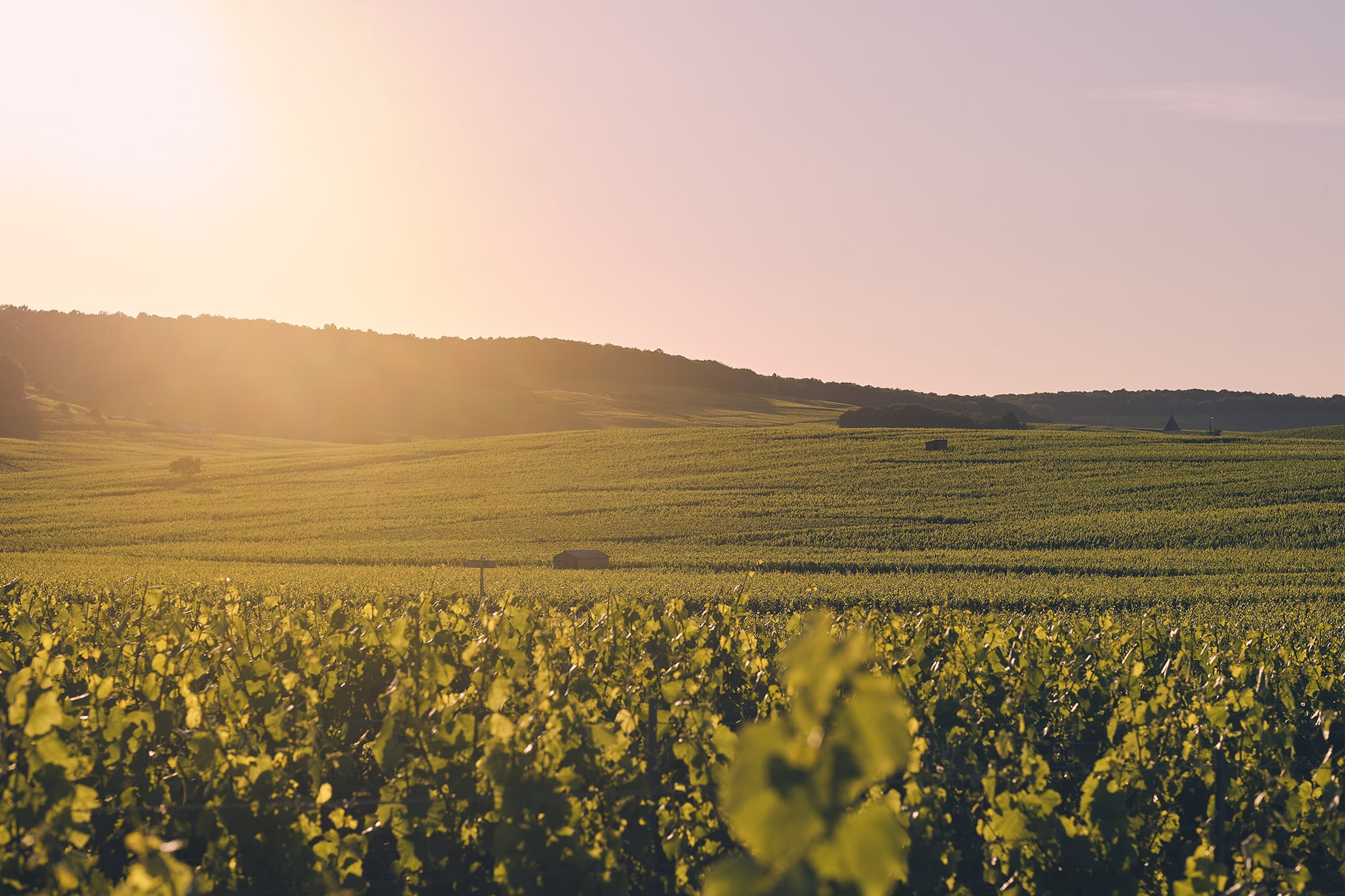 vignoble champenois au petit matin - Epernay Tourisme