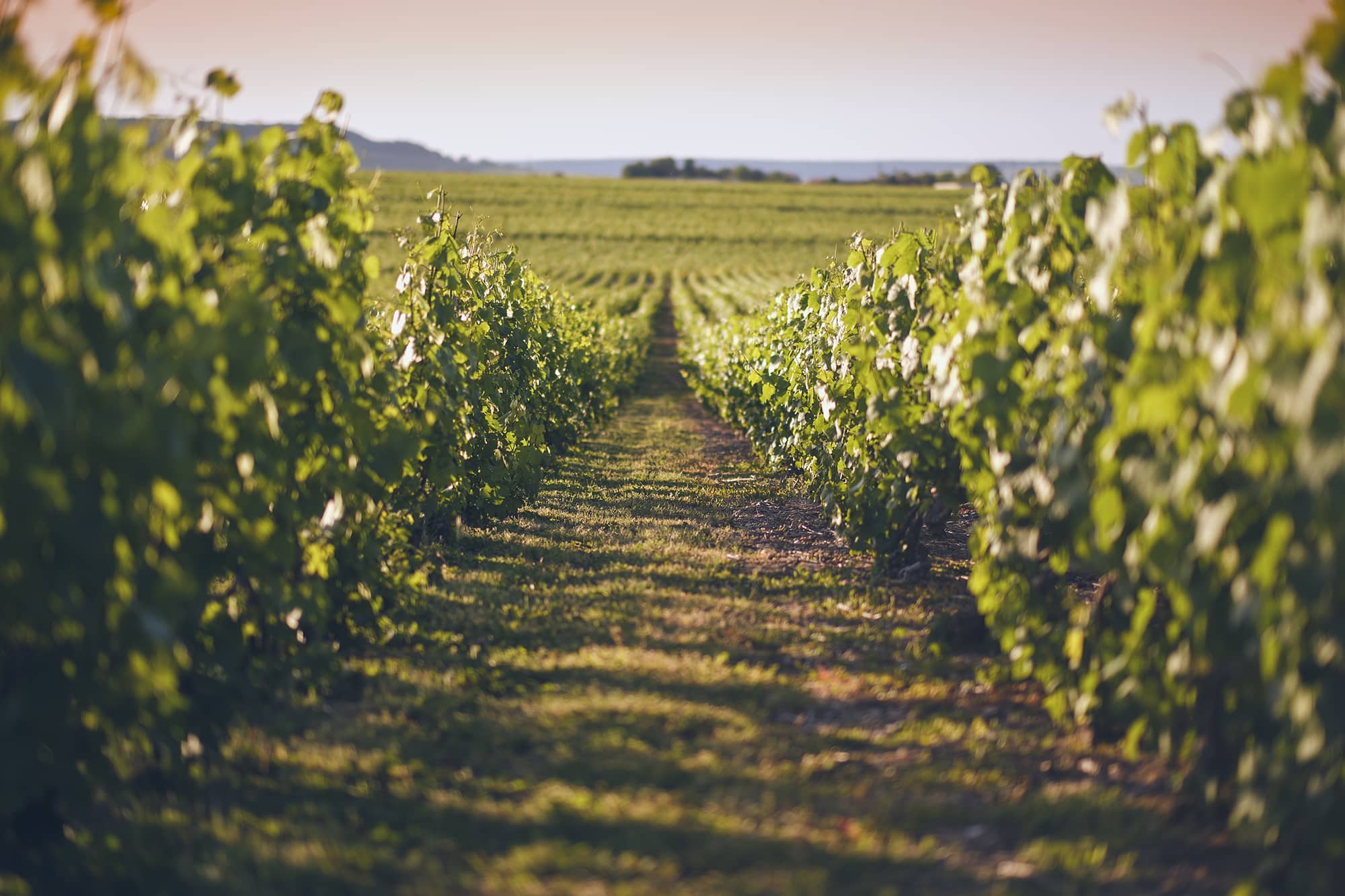vignoble champenois - Epernay tourisme