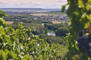 vignoble champenois