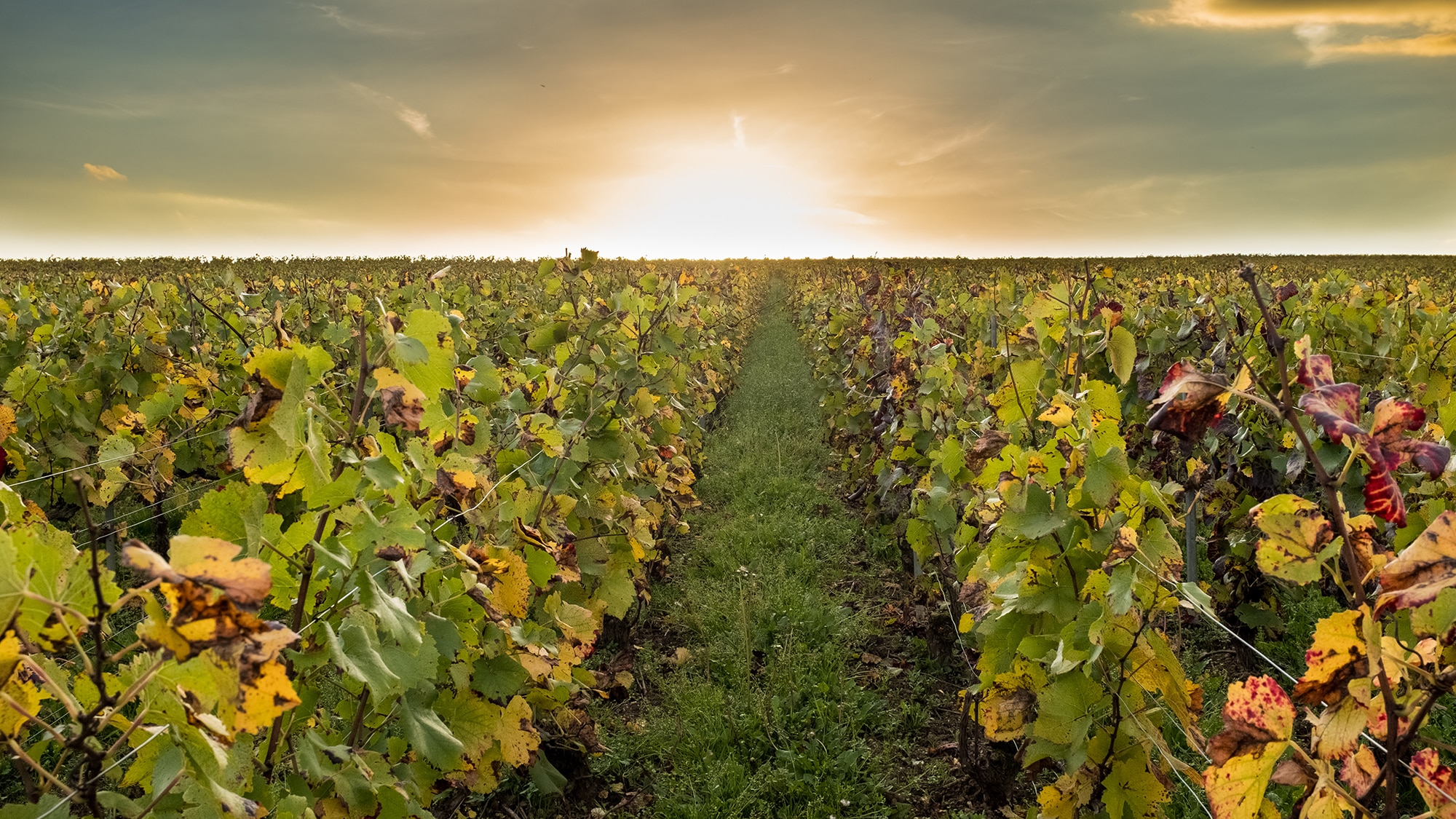 vignoble champenois avec couchée de soleil