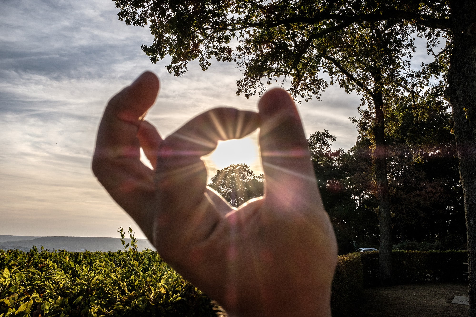 Profiter à Epernay en Champagne dans le vignoble ensoleillé