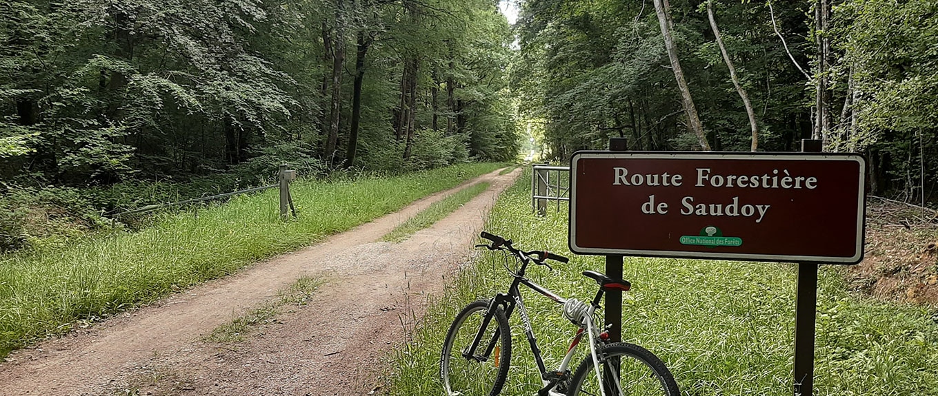 Forêt de la Traconne