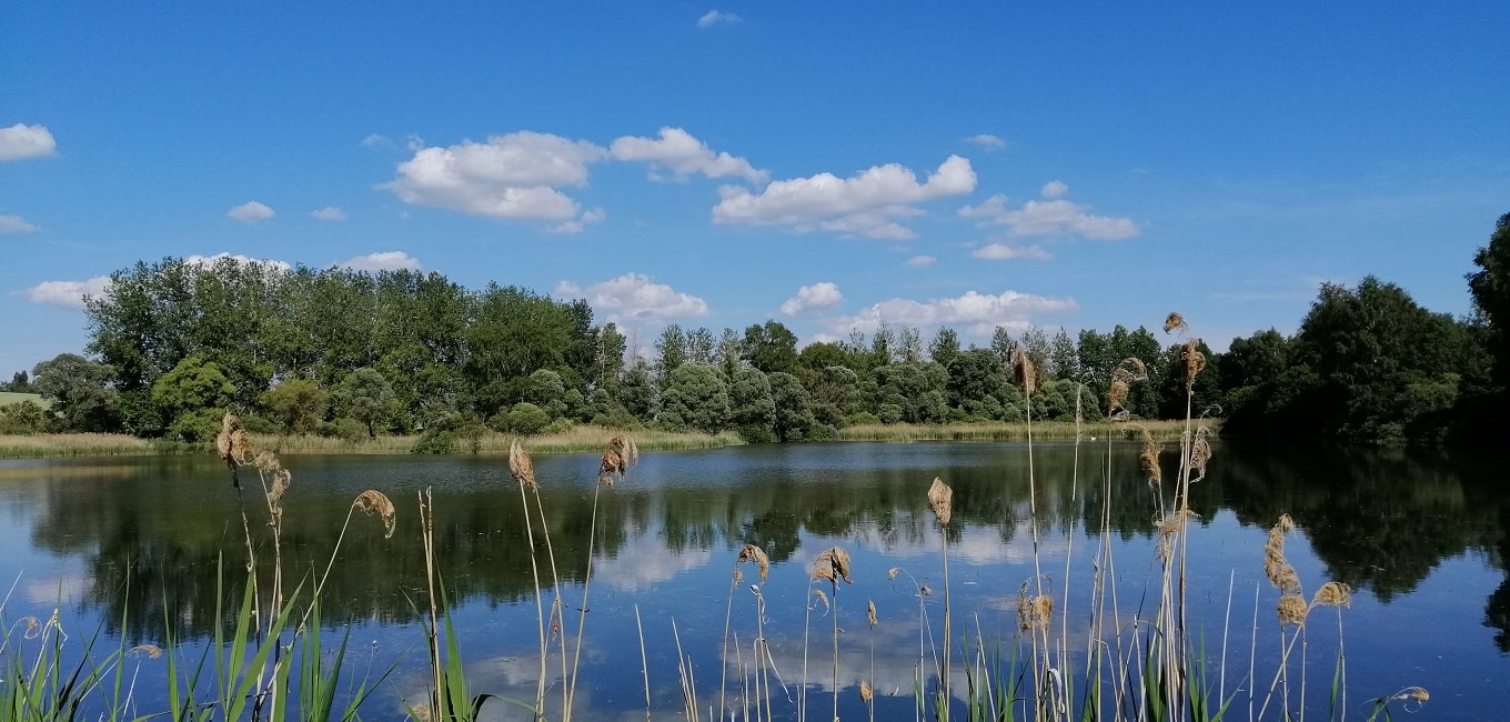 marais de saint Gond