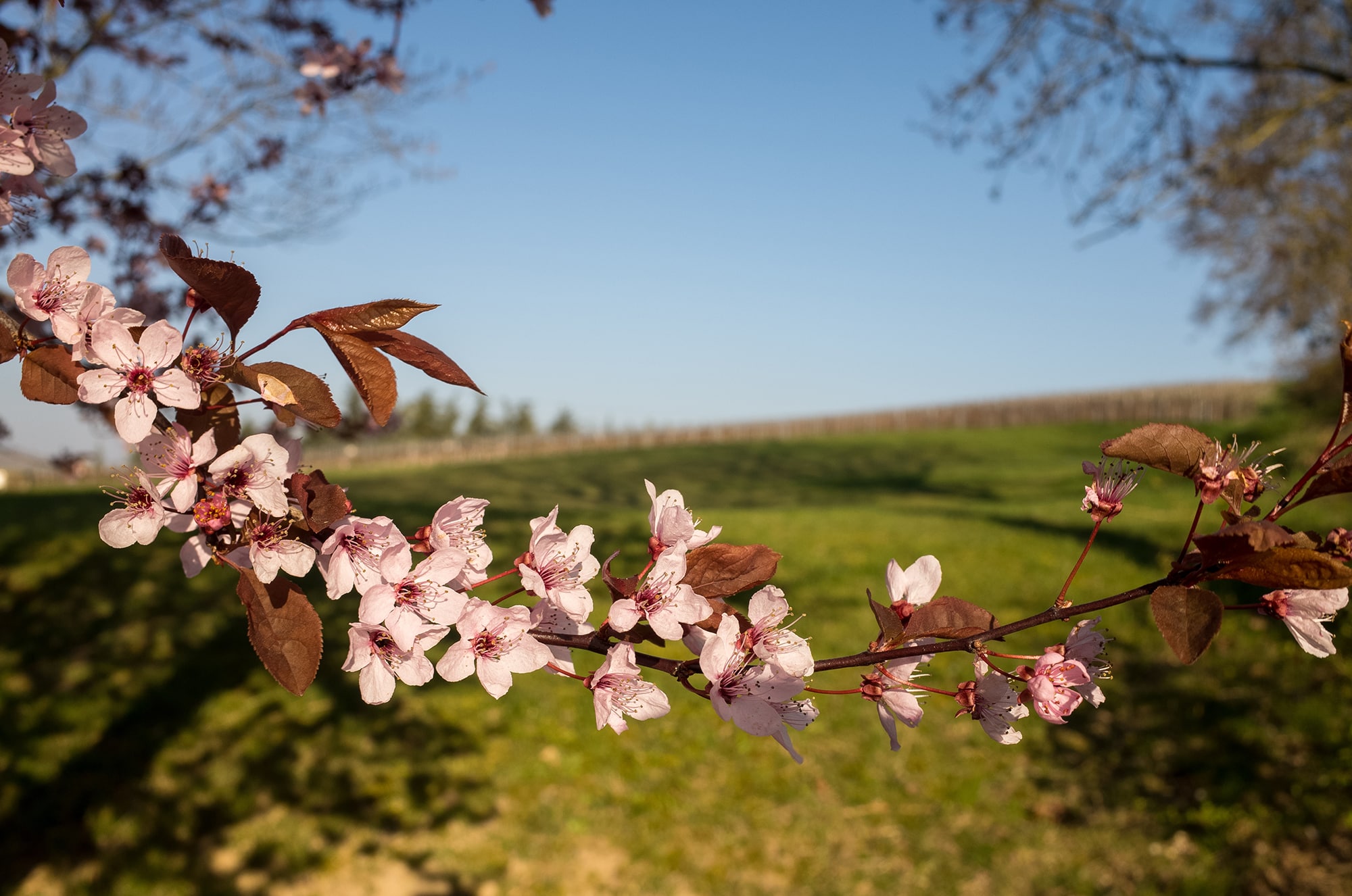 vignoble champenois fleuri - Epernay tourisme
